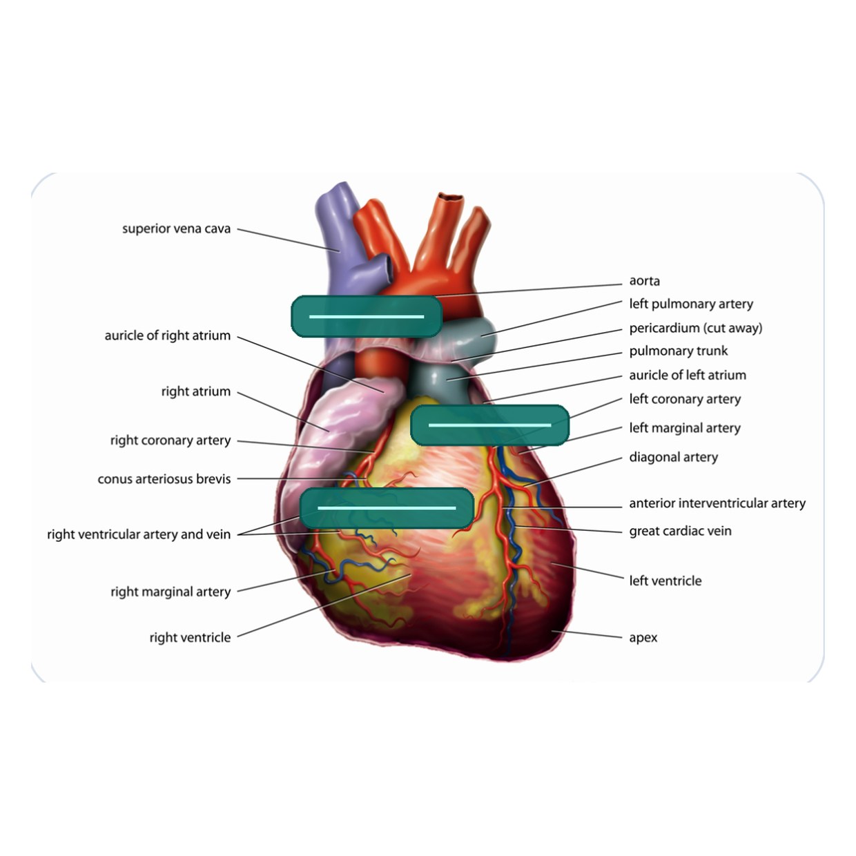 Labeled heart diagram turned into an image-occlusion card